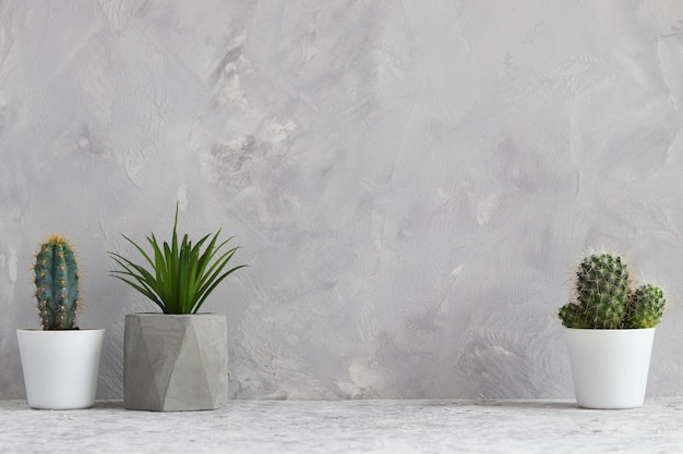 Conjunto de plantas suculentas en macetas contra pared gris con espacio de copia para texto Diseño de habitación minimalista