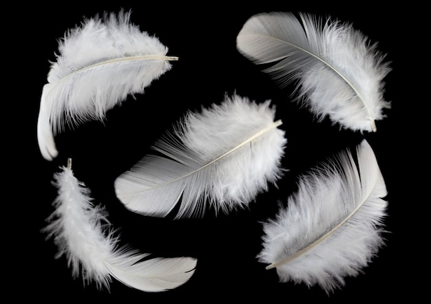 Conjunto de plumas blancas aisladas sobre fondo negro.