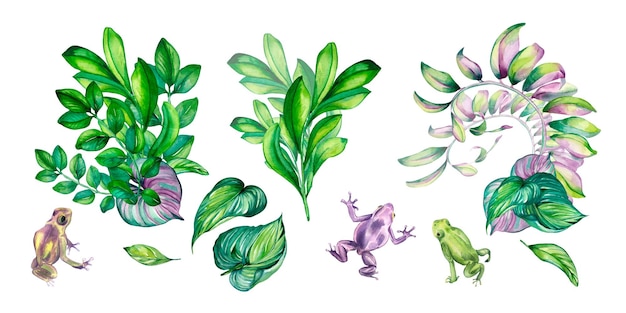 Conjunto de rama con hojas de color rosa verde ranas colorida ilustración acuarela de verano en blanco