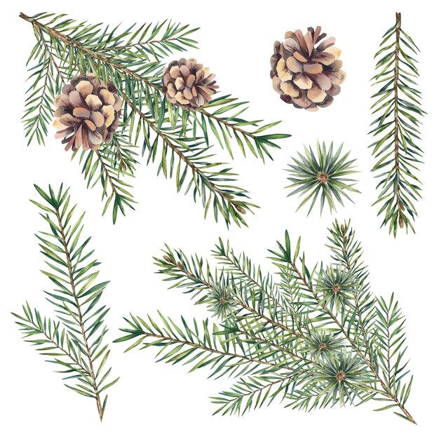 Un conjunto de ramas de abeto con conos Árbol de Navidad Árboles coníferos pino Ilustración acuarela Vacaciones Navidad y Año Nuevo