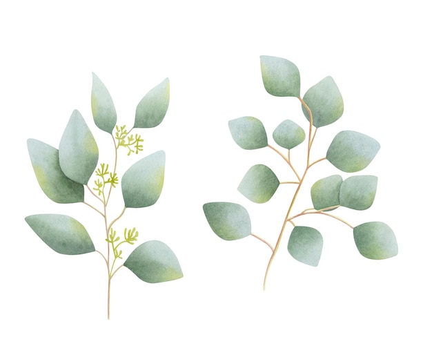 Conjunto de ramas de eucalipto en flor aisladas ilustraciones botánicas de acuarela dibujadas a mano