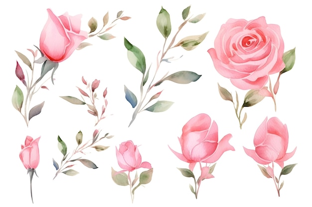 Conjunto de rosas rosas flores brotes y hojas en un fondo blanco diseño floral pintura de acuarela botánica dibujada a mano Generative Ai