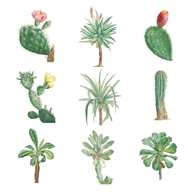 Conjunto de suculentas y cactus transparentes png