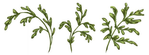 Foto un conjunto de tallos verdes y hojas de margaritas blancas plantas silvestres hierbas y flores ilustración digital sobre un fondo blanco para té de hierbas cosmética natural aromaterapia productos para la salud