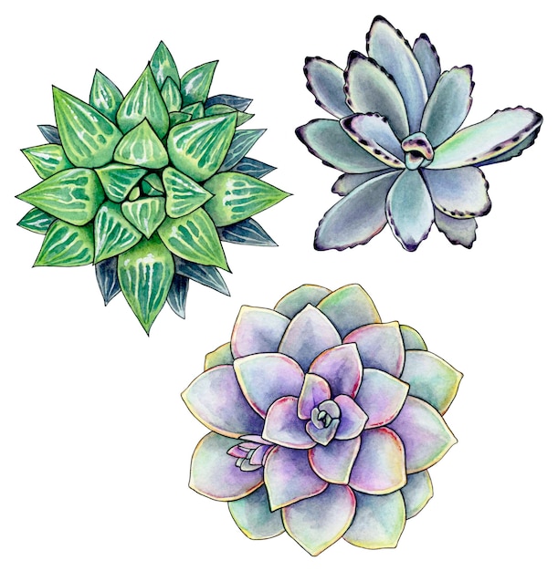 Conjunto de tres flores de acuarela tres suculentas en una ilustración de acuarela conjunto