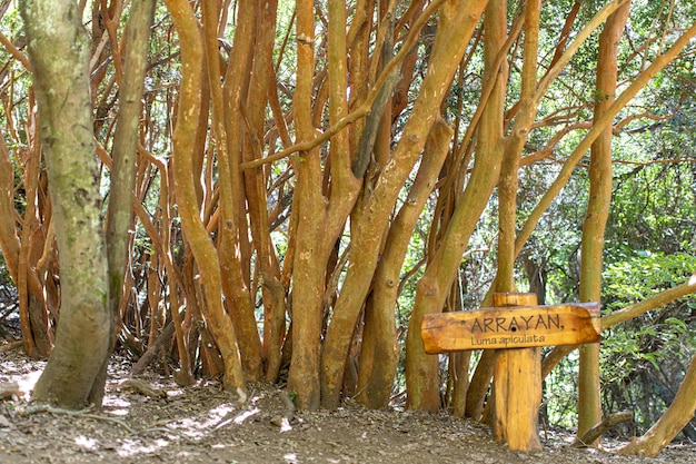 Conjunto de troncos de árboles de arrayán luma apiculata en un bosque de bariloche argentina