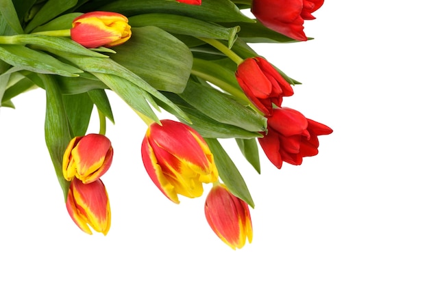 Conjunto de tulipanes de diferentes colores aislado sobre fondo blanco temporada de primavera