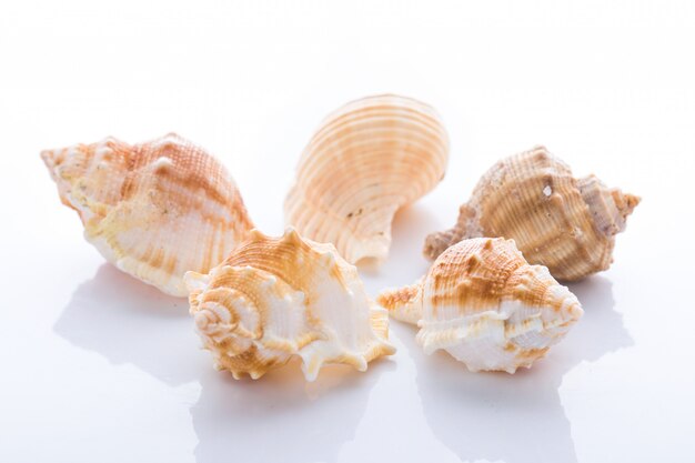 Foto conjunto de varias conchas de moluscos aislado sobre fondo blanco.