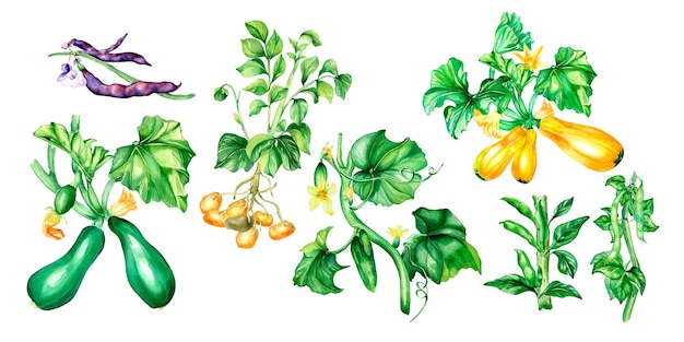 Conjunto de variedad de ilustración acuarela de plantas vegetales aislado