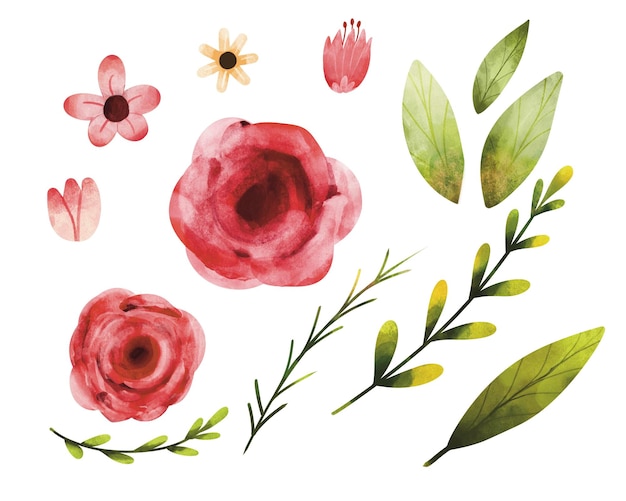 Conjunto vectorial de flores de rosa roja en estilo acuarela rosebud rosa roja estilo dibujado a mano
