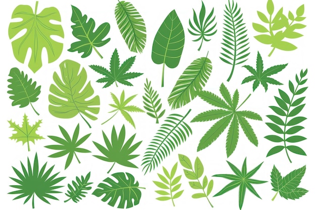 Conjunto vectorial de hojas tropicales con plantas de monstera y palma sobre un fondo blanco perfecto para proyectos de diseño