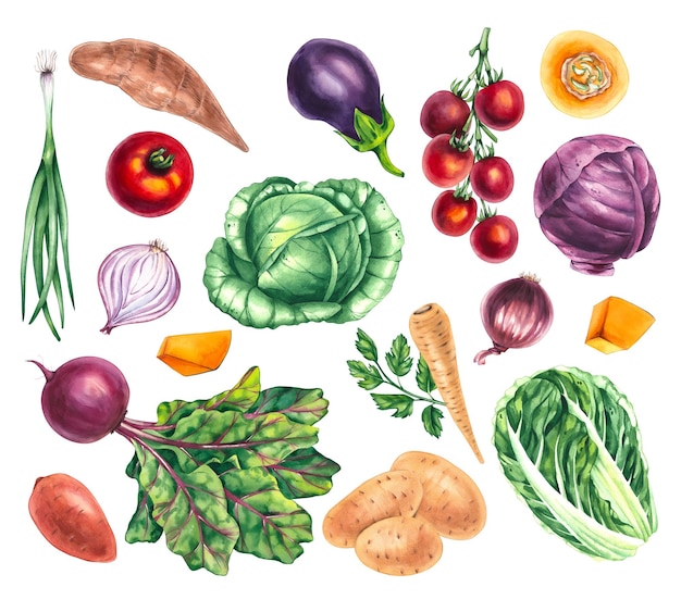Conjunto de verduras de acuarela Alimentos veganos saludables Perfectos para el diseño de envases etiquetas de mercado de agricultores