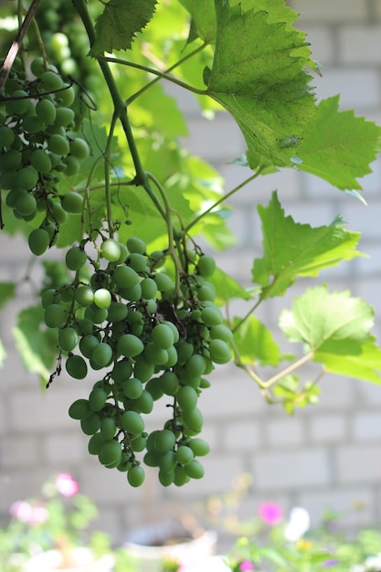 Conjuntos de cultivo de agricultura de uvas maduras