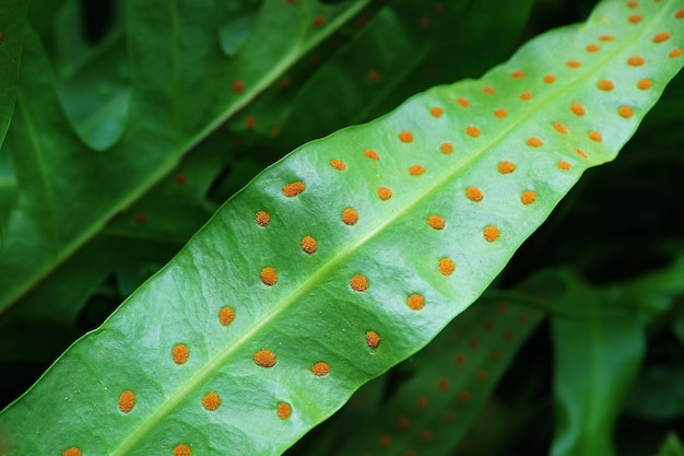 Conjuntos de esporos laranja chamados Sori na parte inferior da Microsorum Scolopendria ou Wart Ferns Leaf