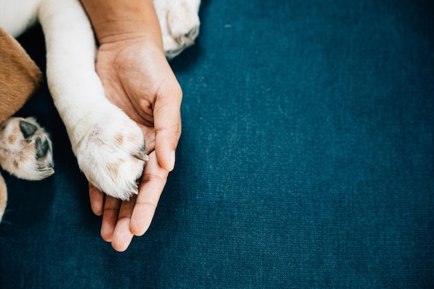 En una conmovedora muestra de confianza y amistad, la pata de un perro es sostenida con seguridad por la mano de una mujer, enfatizando la conexión inquebrantable y el profundo amor compartido entre los perros y sus dueños humanos.