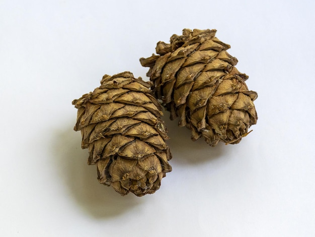 Cono de cedro con nueces Cedro siberiano Semilla de nuez Los frutos del bosque de cedros Taiga