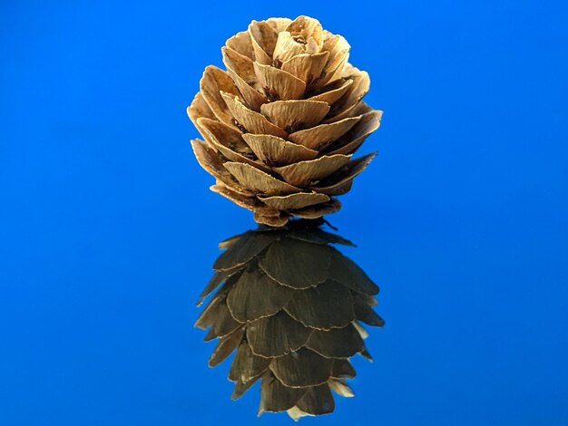 Foto cono de coníferas de plantas secas en primer plano con reflexión en una tabla de acrílico azul