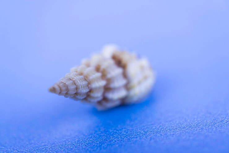 Foto el cono cymatium seashell
