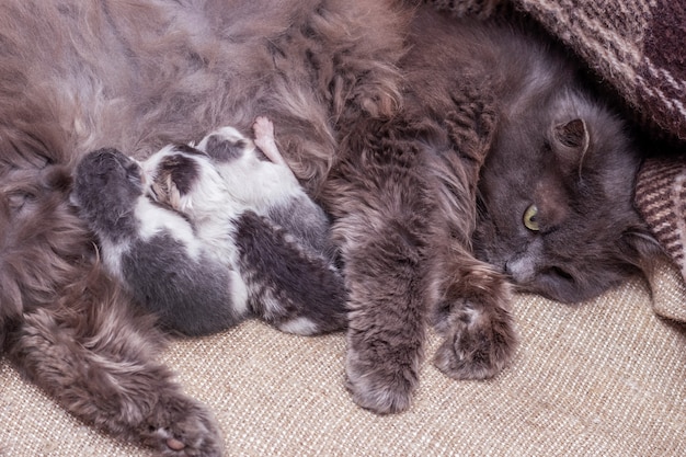 Coño con gatitos recién nacidos, gato alimenta gatitos