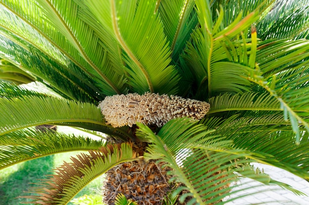 Cono de palmeras en flor contra el