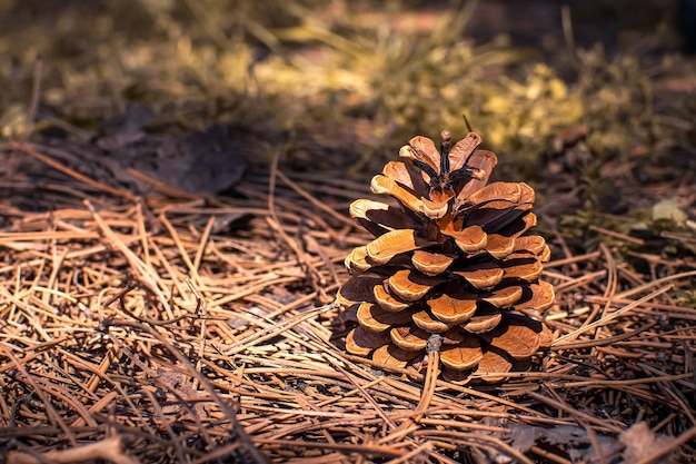 Cono de pino en el bosque en un día soleado