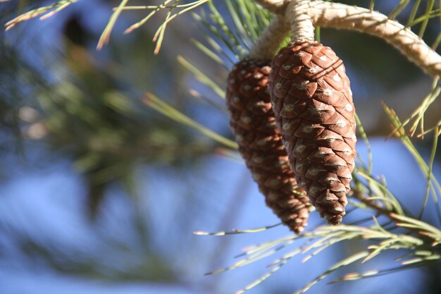 Cono de pino colgando de un árbol de pino