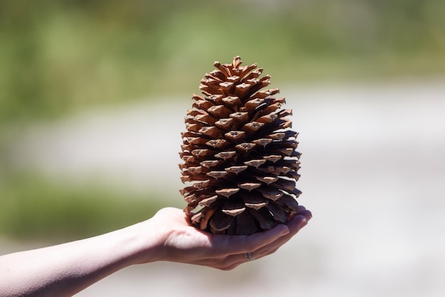 Cono de pino grande en mano femenina en el bosque