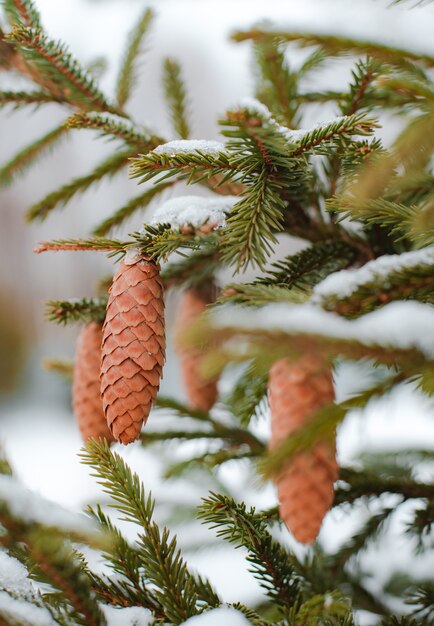 Cono De Pino Y Ramas. Fondo de árbol de coníferas al aire libre, bokeh. Año nuevo, navidad, bosque