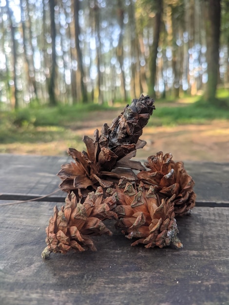 Un cono de pino se sienta en una mesa en un bosque.