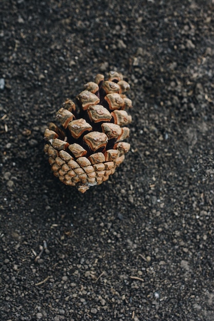 Cono de pino único en el suelo