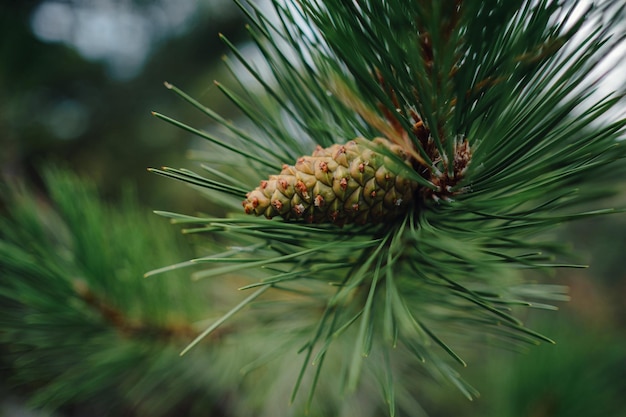 Cono verde joven de pino marítimo Pinus pinaster