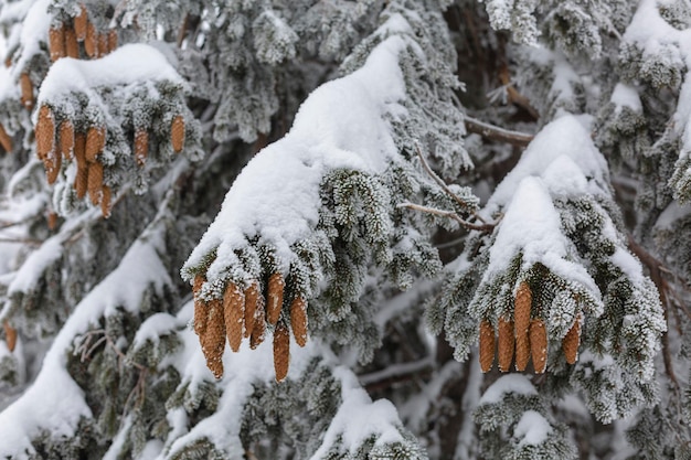 Los conos de abeto están cubiertos de nieve y hielo.