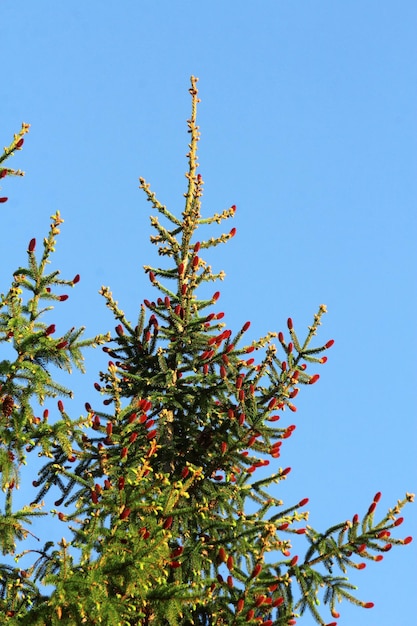 Conos de abeto jóvenes en las ramas de los árboles tiempo de primavera Enfoque selectivo