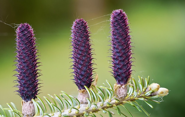 Conos de abeto morado joven (especies de abies) que crecen en una rama con abeto, detalle de primer plano