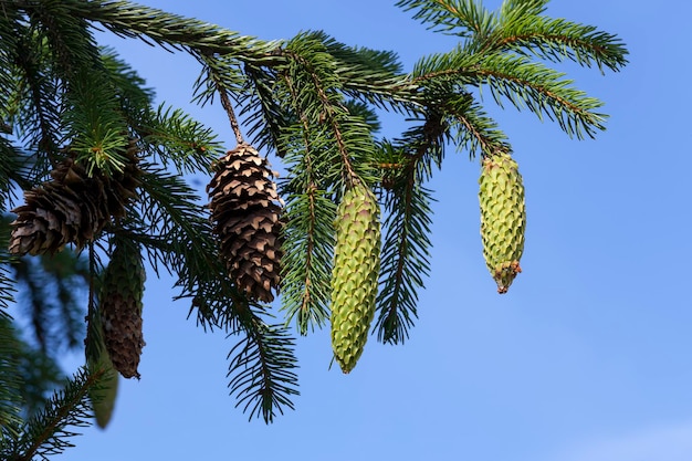 conos de abeto verde en un árbol o en un clima soleado, hermosos conos de Navidad verdes y largos