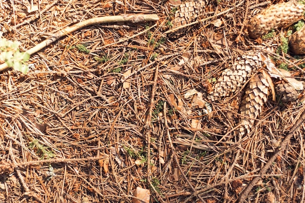 Conos y agujas de abeto caídos en el suelo Vista plana de primer plano Ramas de árboles secos y nudos Madera de abeto orgánica muerta