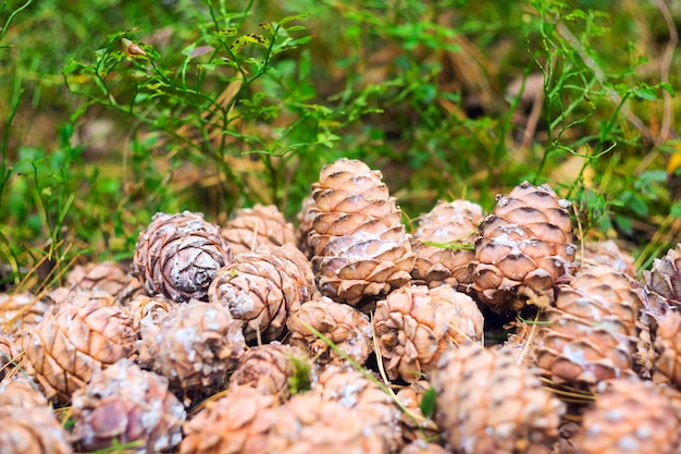 Conos se encuentran en un montón en el bosque.