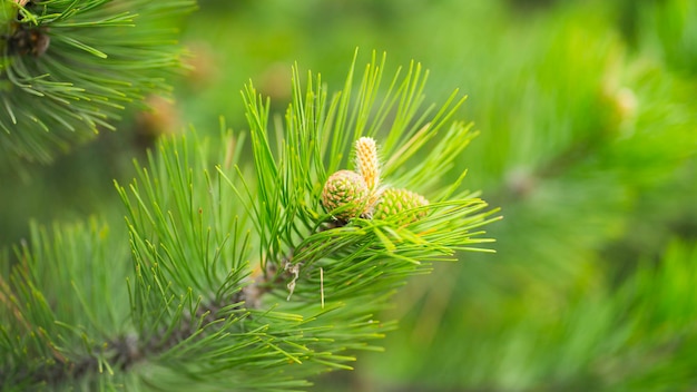 Conos jóvenes en un árbol de pino Imagen del concepto de medio ambiente con enfoque selectivo