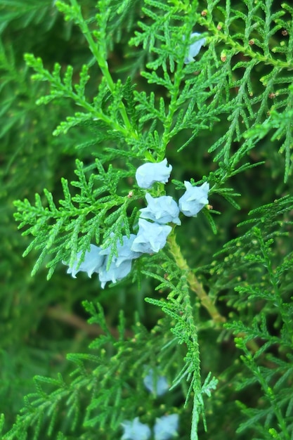 los conos jóvenes crecen en un árbol de thuja