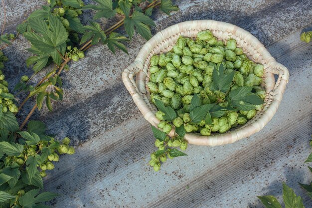 Conos de lúpulo en una canasta para hacer cerveza fresca natural concepto de elaboración de la cerveza