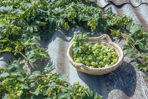 Conos de lúpulo en una canasta para hacer cerveza fresca natural concepto de elaboración de la cerveza