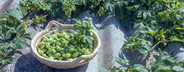 Conos de lúpulo en una canasta para hacer cerveza fresca natural concepto de elaboración de la cerveza