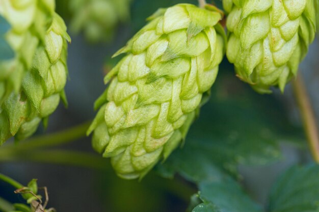 Conos de lúpulo en una canasta para hacer cerveza fresca natural concepto de elaboración Hermosa imagen panorámica teñida