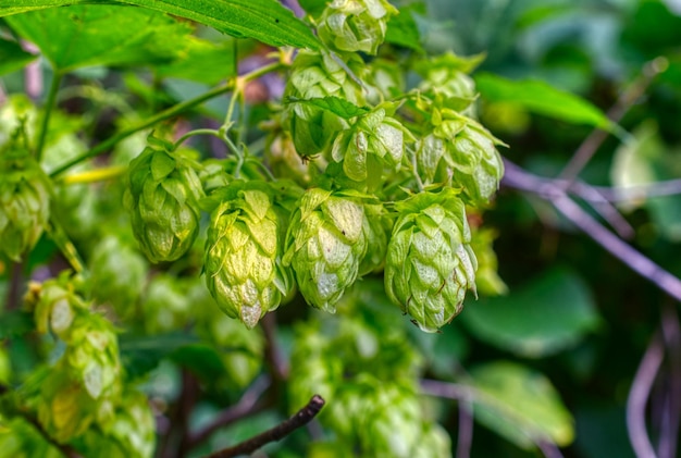 Conos de lúpulo closeup shot planta agrícola utilizada en la industria cervecera