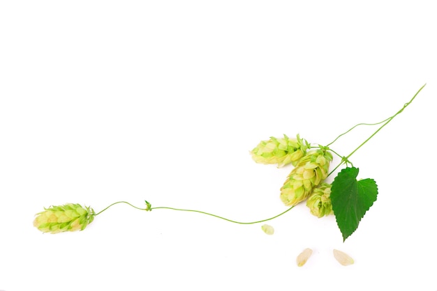 Conos de lúpulo verde aislados en blanco, elaboración de la cerveza, producción de cerveza natural