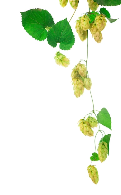 Conos de lúpulo verde aislados en blanco, elaboración de la cerveza, producción de cerveza natural