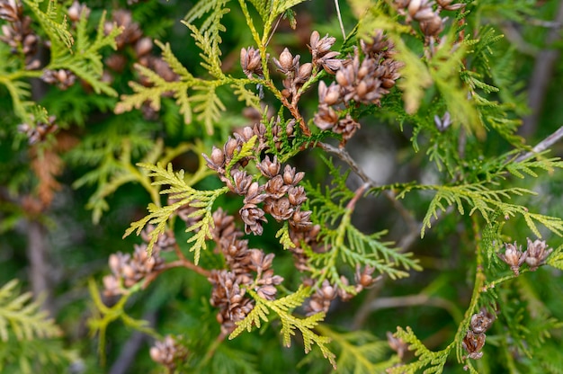 Conos maduros arborvitae oriental y follaje thuja