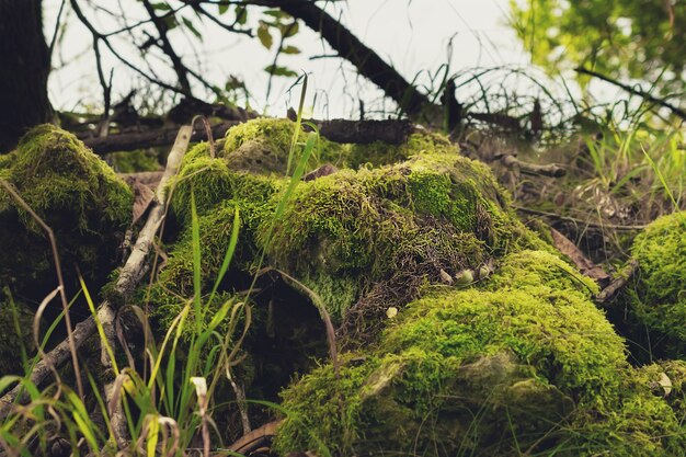 Foto conos con musgo en el bosque.