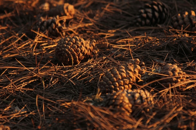 conos de pino en el bosque