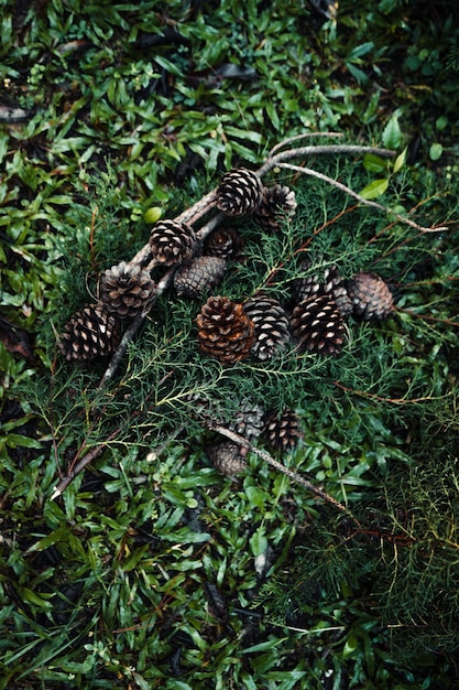 Conos de pino y hojas de pino en el bosque, adornos navideños